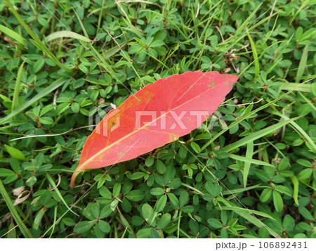 平賀源内が命名したと言われる、ホルトの木の紅葉の写真 平賀源内が命名したと言われる、ホルトの木の紅葉の写真 106892431