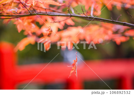 地元で愛される紅葉の名所京都府亀岡市神蔵寺を撮影 106892532