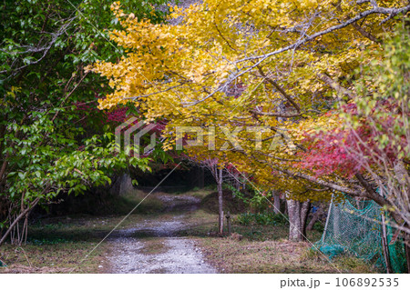 地元で愛される紅葉の名所京都府亀岡市神蔵寺を撮影 地元で愛される紅葉の名所京都府亀岡市神蔵寺を撮影 106892535