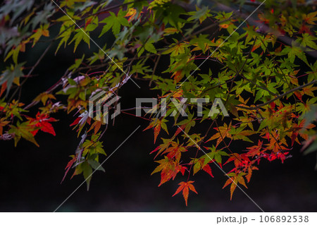 地元で愛される紅葉の名所京都府亀岡市神蔵寺を撮影 106892538