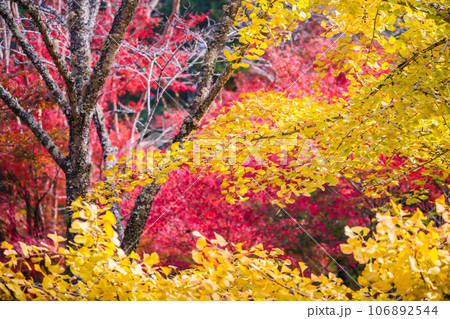 地元で愛される紅葉の名所京都府亀岡市神蔵寺を撮影 地元で愛される紅葉の名所京都府亀岡市神蔵寺を撮影 106892544