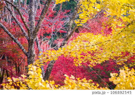 地元で愛される紅葉の名所京都府亀岡市神蔵寺を撮影 106892545