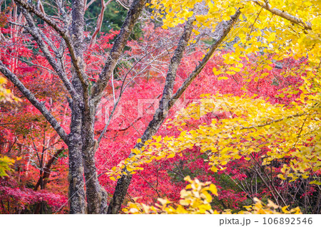 地元で愛される紅葉の名所京都府亀岡市神蔵寺を撮影 106892546