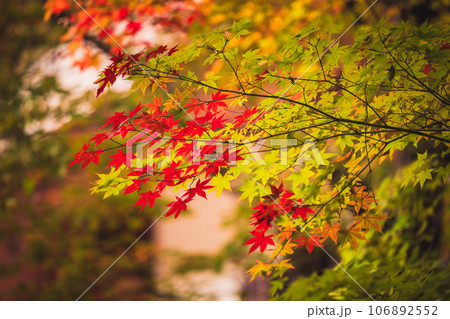 地元で愛される紅葉の名所京都府亀岡市神蔵寺を撮影 106892552