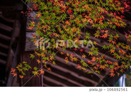 地元で愛される紅葉の名所京都府亀岡市神蔵寺を撮影 106892561