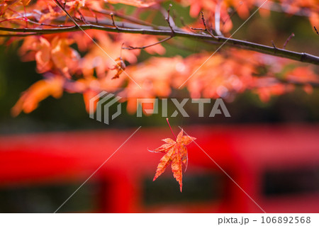 地元で愛される紅葉の名所京都府亀岡市神蔵寺を撮影 106892568