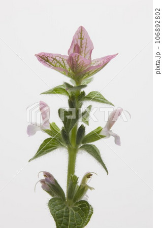 　ペインテットセージ(ハーブ） 106892802