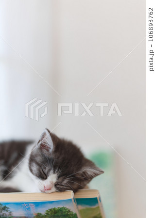 眠る子猫 106893762