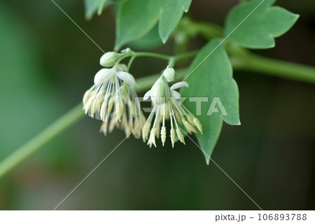 カラマツソウの花 106893788