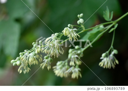 カラマツソウの花 106893789