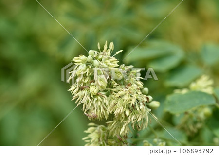 カラマツソウの花 カラマツソウの花 106893792