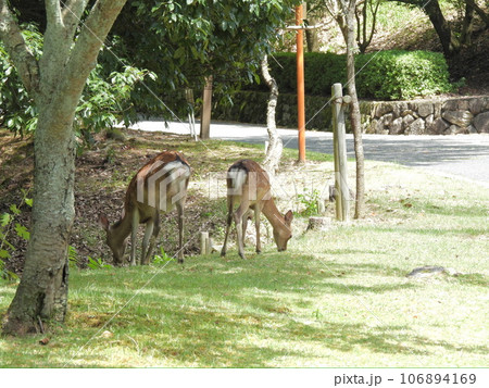 木陰で一休みの鹿 106894169