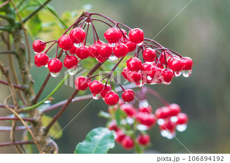 雨しずくのついた「万両」 雨しずくのついた「万両」 106894192