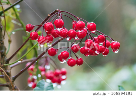 雨しずくのついた「万両」 106894193