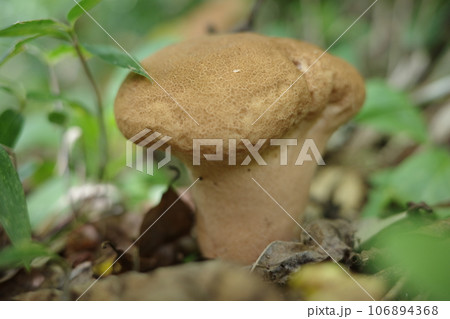 夏の森で見られる見た目が脳に似ていることから、その名がついた「ノウタケ」 106894368