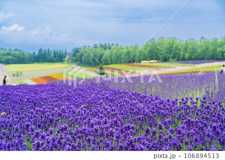 （北海道）ラベンダーの香り　美瑛・四季彩の丘 106894513
