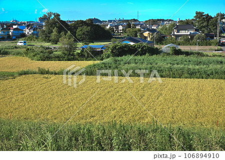 収穫時期 荒川土手からの景色 指扇駅方面 収穫時期 荒川土手からの景色 指扇駅方面 106894910