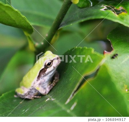 ライムの葉に隠れるアマガエル　秋の日 106894917
