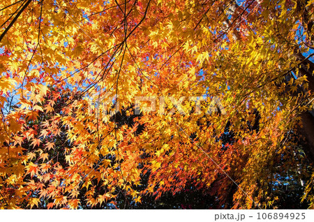紅葉したモミジの天井 紅葉したモミジの天井 106894925