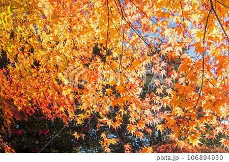 紅葉したモミジの天井 紅葉したモミジの天井 106894930