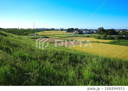 収穫時期 荒川土手からの景色 指扇駅方面 収穫時期 荒川土手からの景色 指扇駅方面 106894953