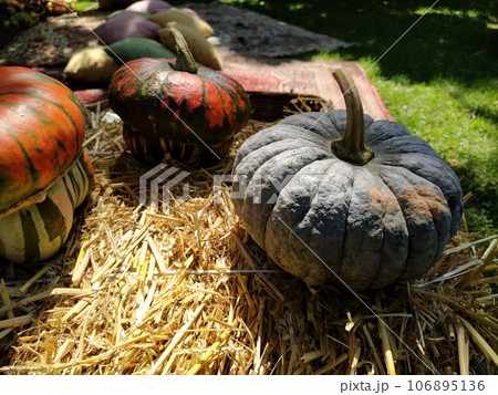 Gray pumpkin and several orange pumpkins on straw. Botanical variety of pumpkins. Vegetables zucchini and squash. Halloween symbol. Autumn harvest. Allhalloween, All Hallows Eve, or All Saints Eve 106895136