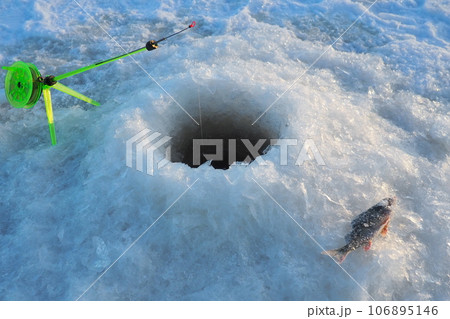 Frozen small perch on snow and ice. Catch caught during winter fishing. River perch or common perch Perca fluviatilis, ray-finned fish of the genus of freshwater perches. Fishing rod in the hole Frozen small perch on snow and ice. Catch caught during winter fishing. River perch or common perch Perca fluviatilis, ray-finned fish of the genus of freshwater perches. Fishing rod in the hole 106895146