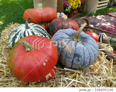 Gray pumpkin and several orange pumpkins on straw. Botanical variety of pumpkins. Vegetables zucchini and squash. Halloween symbol. Autumn harvest. Allhalloween, All Hallows Eve, or All Saints Eve 106895148