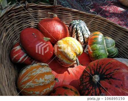 A gray pumpkin and several orange pumpkins in a wicker basket. Botanical variety of pumpkins. Vegetable harvest zucchini and squash. Halloween symbol. Allhalloween, All Hallows Eve, or All Saints Eve. A gray pumpkin and several orange pumpkins in a wicker basket. Botanical variety of pumpkins. Vegetable harvest zucchini and squash. Halloween symbol. Allhalloween, All Hallows Eve, or All Saints Eve. 106895150