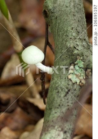 森の中で見つけた小さな白いきのこ 森の中で見つけた小さな白いきのこ 106895197