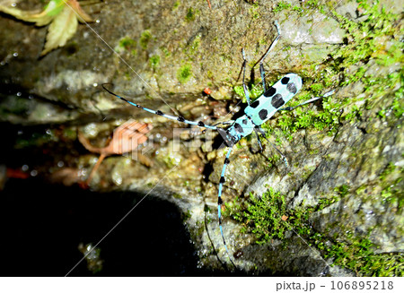 ブルースカイの体色が派手でお洒落なルリボシカミキリ 106895218