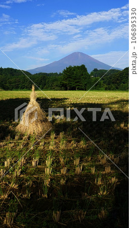 収穫の終わった田んぼと富士山　9月富士山1803小山町･水田の稲干しV9.16 106895330