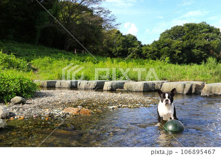都幾川の清流に冷やしたスイカを見張る可愛いボストンテリアのマイティ君♡ 都幾川の清流に冷やしたスイカを見張る可愛いボストンテリアのマイティ君♡ 106895467