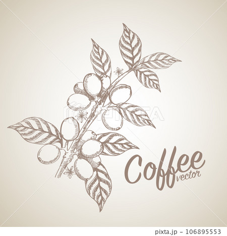 Vector illustration of Specialty coffee,  Branches of coffee tree with leaves and berry 106895553