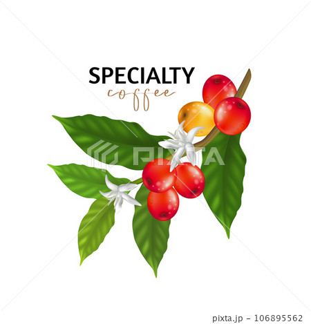 Vector illustration of Specialty coffee,  Branches of coffee tree with leaves and berry 106895562