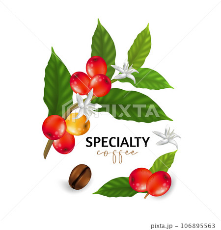 Vector illustration of Specialty coffee,  Branches of coffee tree with leaves and berry Vector illustration of Specialty coffee,  Branches of coffee tree with leaves and berry 106895563