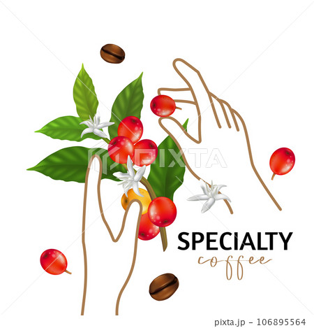 Vector illustration of Specialty coffee,  Branches of coffee tree with leaves and berry Vector illustration of Specialty coffee,  Branches of coffee tree with leaves and berry 106895564