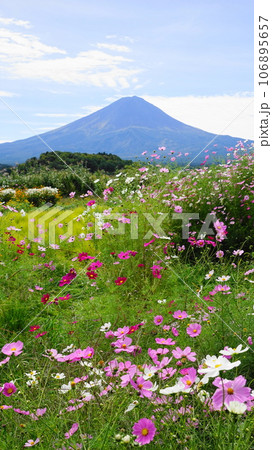 希望の朝 ― 富士とコスモス ― A vibrant field of cosmos flowers with
