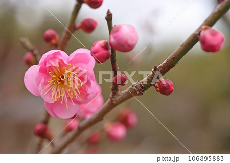 ウメ 106895883
