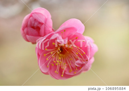 ウメ ウメ 106895884