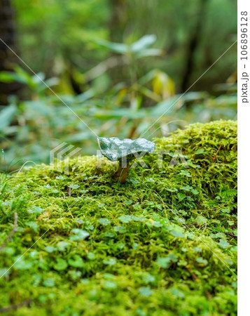 大台ヶ原山で見た苔の上で元気に育つ緑色のキノコ 106896128
