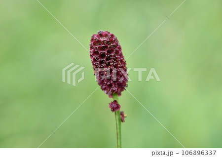 ワレモコウの花 106896337