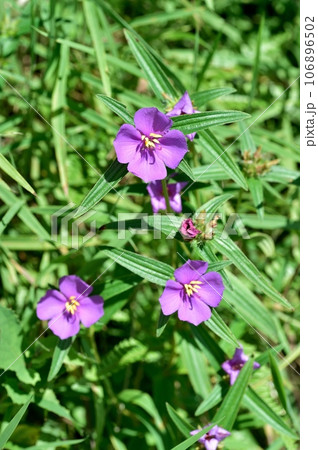 ヒメノボタンの花 106896502