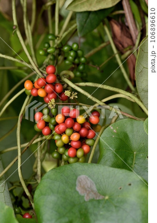 ハスノハカズラの実 ハスノハカズラの実 106896610