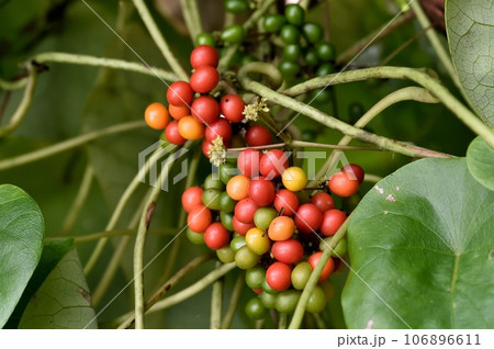 ハスノハカズラの実 106896611