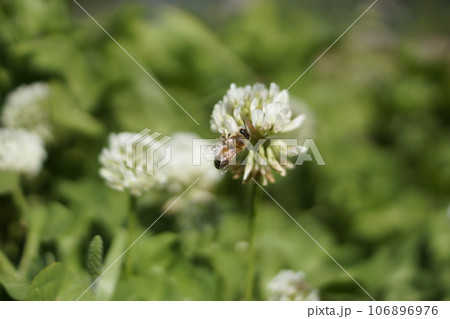 シロツメクサの蜜を吸うミツバチ シロツメクサの蜜を吸うミツバチ 106896976