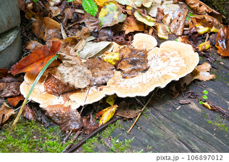 さるのこしかけ 106897012