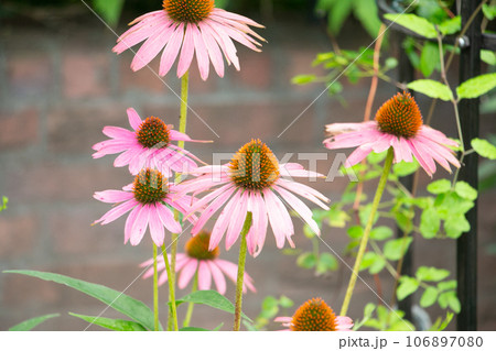 エキナセア エキナセア 106897080