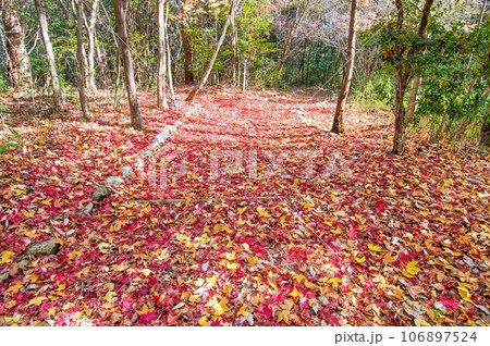 晩秋の遊歩道【三重県民の森】 106897524