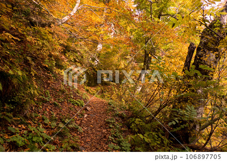 黄葉紅葉秋の黒部峡谷水平歩道トレッキング 106897705